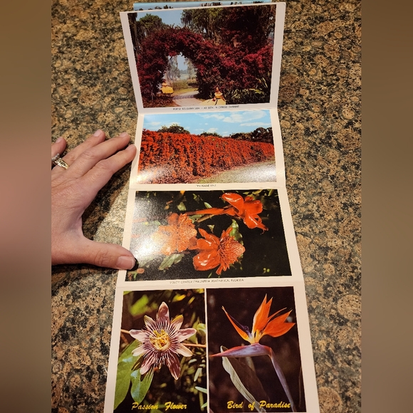 Postcard Set, Vintage, Florida Flowers - Picture 4 of 6